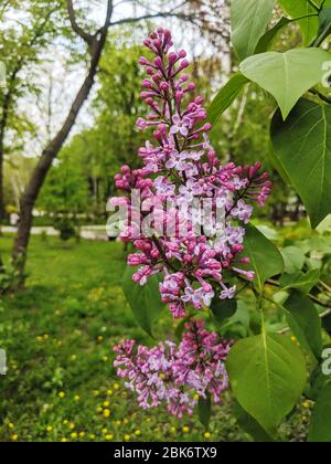 Syringa vulgaris branche en fleur avec des fleurs pourpres sur une journée de printemps Banque D'Images