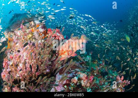 Le Grouper de corail (morue de corail) sur un récif de corail tropical coloré et sous-marin Banque D'Images