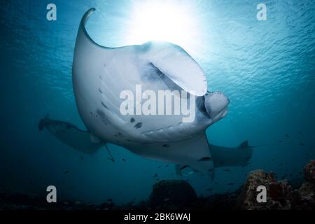 Manta Rays - Manta alfredi, visite d'un poste de nettoyage. Prise dans le parc national de Komodo, Indonésie. Banque D'Images