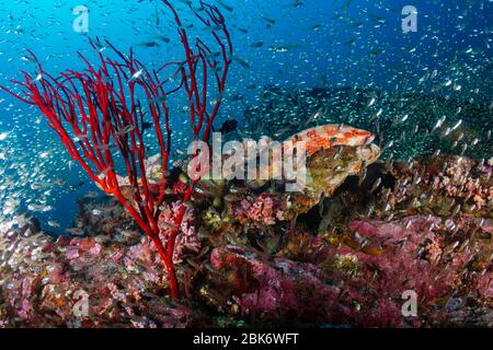 Le Grouper de corail (morue de corail) sur un récif de corail tropical coloré et sous-marin Banque D'Images