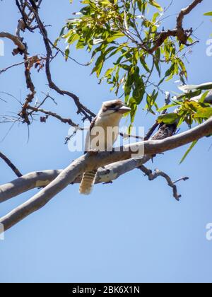 Kookaburra assis dans un arbre avec un ciel bleu Banque D'Images