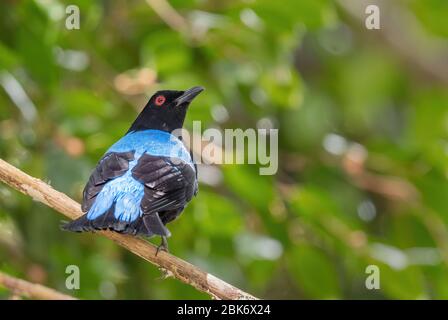 Oiseau bleu de la fée asiatique - Irena puella, magnifique oiseau bleu perching des forêts et des terres boisées de l'Asie du Sud-est, Mutiara Taman Negara, Malaisie. Banque D'Images