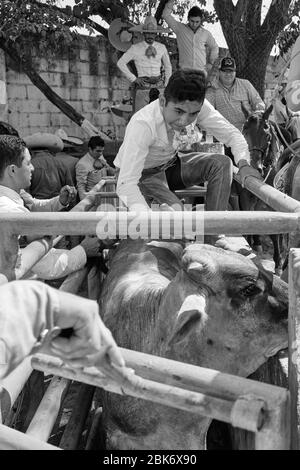 Les cow-boys mexicains préparant un taureau pour l'un des événements pendant une "charreria". Charrerias sont l'équivalent mexicain des rodéos. Pendant trois jours la partie Banque D'Images