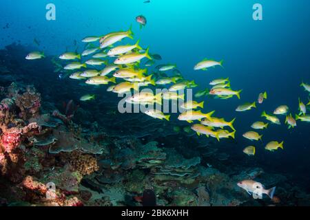 Une école de vivaneau belle et colorée et d'autres poissons tropicaux sur un récif sain de corail Banque D'Images