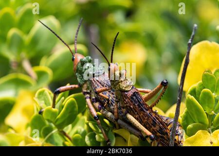 Deux sauterelles pyrgomorphides (famille des Pyrgomorphidae) se sont accouplés dans la réserve naturelle de Robberg en Afrique du Sud. La plus grande femelle porte le porcgyback mâle. Banque D'Images