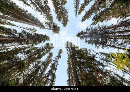 Faible angle de feuilles vertes de pins et de ciel bleu dans la forêt d'automne au parc national Banque D'Images