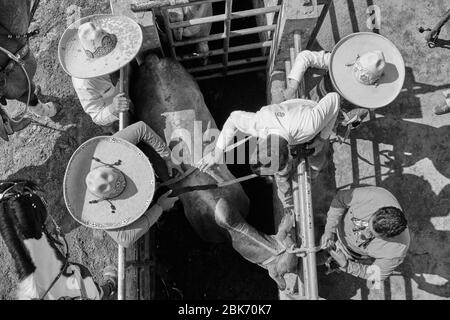 Le cow-boy mexicain se prépare à monter un taureau sauvage lors d'un événement de « charreria ». Charrerias sont l'équivalent mexicain des rodéos. Pendant trois jours le par Banque D'Images