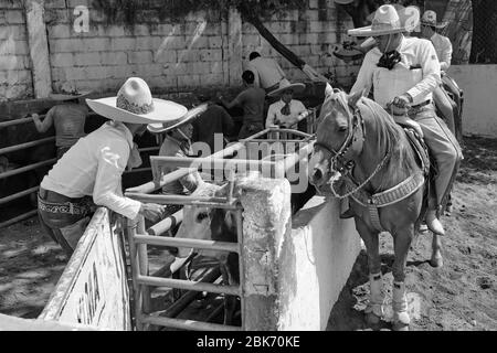 Les cow-boys mexicains préparant un taureau pour l'un des événements pendant une "charreria". Charrerias sont l'équivalent mexicain des rodéos. Pendant trois jours la partie Banque D'Images