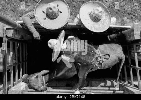 Le cow-boy mexicain se prépare à monter un taureau sauvage lors d'un événement de « charreria ». Charrerias sont l'équivalent mexicain des rodéos. Pendant trois jours le par Banque D'Images