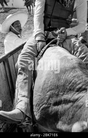 Le cow-boy mexicain se prépare à monter un taureau sauvage lors d'un événement de « charreria ». Charrerias sont l'équivalent mexicain des rodéos. Pendant trois jours le par Banque D'Images