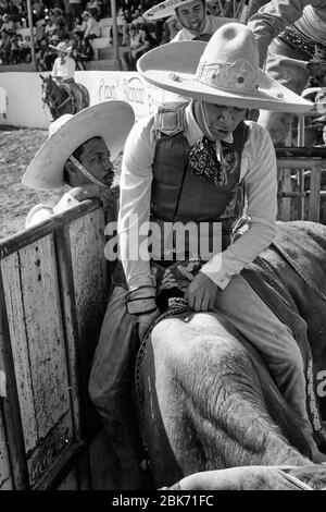 Le cow-boy mexicain se prépare à monter un taureau sauvage lors d'un événement de « charreria ». Charrerias sont l'équivalent mexicain des rodéos. Pendant trois jours le par Banque D'Images