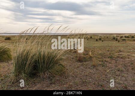 L'herbe pousse sur le lac. De grands hamacs d'herbe sur les rives d'un lac salé dans la steppe du Kazakhstan Banque D'Images