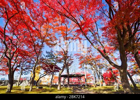 Automne dans le parc du château de Morioka, ville de Morioka, Iwate, Japon. Banque D'Images