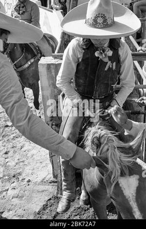 Le cow-boy mexicain se prépare à faire du cheval sauvage lors d'un événement de « charreria ». Charrerias sont l'équivalent mexicain des rodéos. Pendant trois jours l'ap Banque D'Images