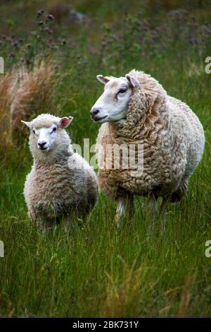 Deux moutons blancs sur un champ gras, Nouvelle-Zélande Banque D'Images