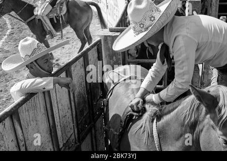 Le cow-boy mexicain se prépare à faire du cheval sauvage lors d'un événement de « charreria ». Charrerias sont l'équivalent mexicain des rodéos. Pendant trois jours l'ap Banque D'Images