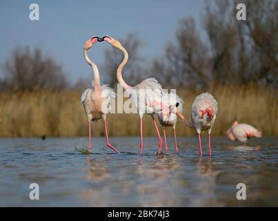 Grand Flamingos (Phoenicopterus roseus) couple squabbling Camargue Provence France Banque D'Images