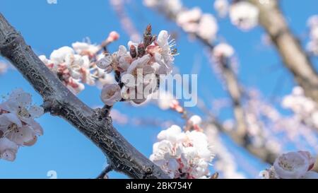 Branches fleuries d'abricot, Prunus armeniaca Banque D'Images
