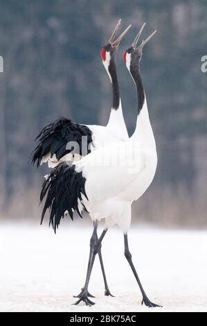 Couple de Crans Grus japonensis japonais (couronné rouge) appelant Akan Hokkaido Japon hiver Banque D'Images