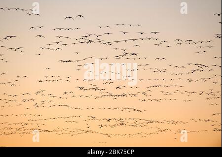 Chois caerulescens Bosque del Apache laissant le roost à l'aube Nouveau Mexique États-Unis Janvier Banque D'Images