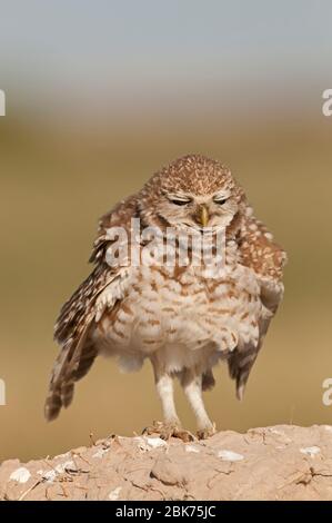Burramer Owl Athene cunicularia Salton Sea California USA avril Banque D'Images