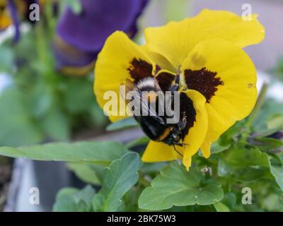 Bumblebee sur fleur de pansy de jardin jaune, Bombus terrestris recherche Banque D'Images