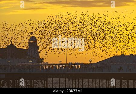 Starlings Sturnus vulgaris arrivant à Brighton's Palace Pier pour roost Sussex Janvier Banque D'Images