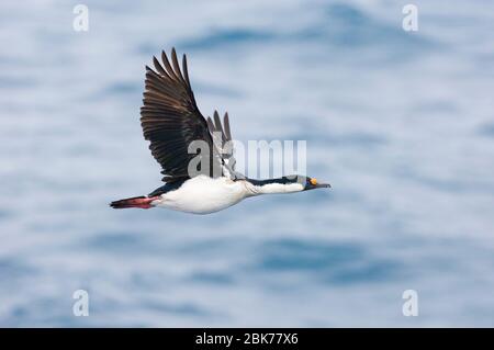 Géorgie du Sud Shag Phalacrocorax atriceps georgianus adulte novembre Géorgie du Sud Banque D'Images