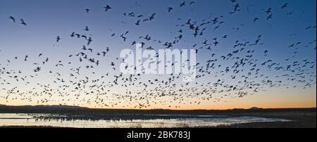 Oies des neiges Chen caerulescens laissant le roost à l'aube Bosque del Apache Nouveau Mexique États-Unis Janvier Banque D'Images