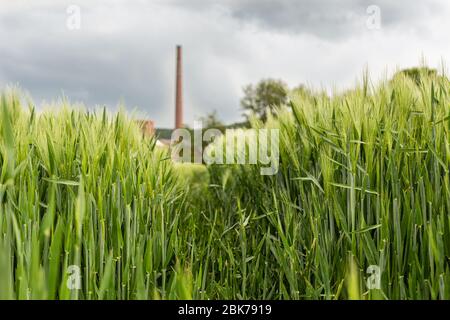 Terres agricoles. Seigle et blé. Champs préparés pour la culture. Printemps dans la campagne. Travail de l'agriculteur. Terres agricoles et usine. Jeune cere Banque D'Images