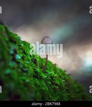 Champignons sauvages, Mont Tamalpais, Californie Banque D'Images