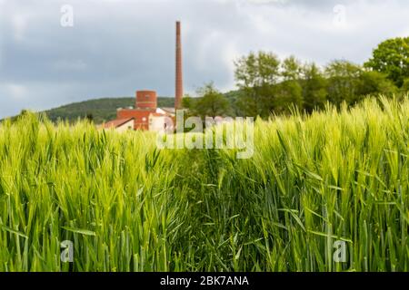 Terres agricoles. Seigle et blé. Champs préparés pour la culture. Printemps dans la campagne. Travail de l'agriculteur. Terres agricoles et usine. Jeune cere Banque D'Images