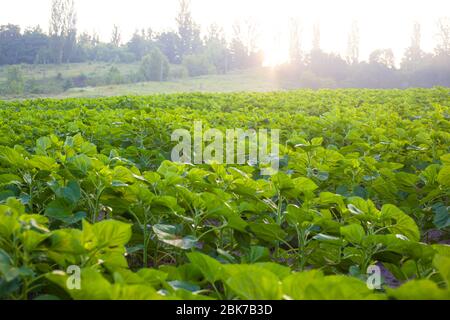 champ planté de jeunes tournesols verts le matin, champ agricole planté pour la production d'huile de tournesol. Banque D'Images