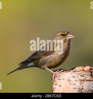 Une femelle Verdier (Carduelis chloris) au Royaume-Uni Banque D'Images