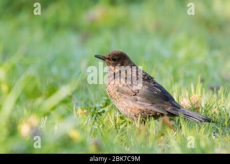 Une femme Blackbird sur pelouse (Turdus merula) au Royaume-Uni Banque D'Images