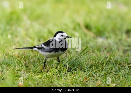 Un pied bergeronnette (Motacilla alba) au Royaume-Uni Banque D'Images