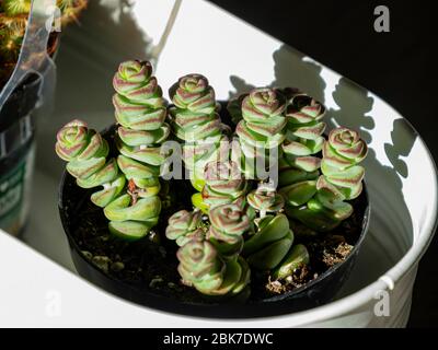 Gros plan de plantes succulentes vertes et saines à Las Vegas, Nevada Banque D'Images
