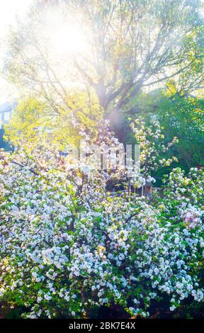 Jardin de la ville arbre de pomme dans Blossom avec tôt le matin lumière du soleil Banque D'Images