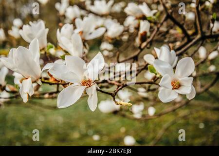 Kobus Magnolia arbre fleuissant avec des fleurs blanches au début du printemps Banque D'Images