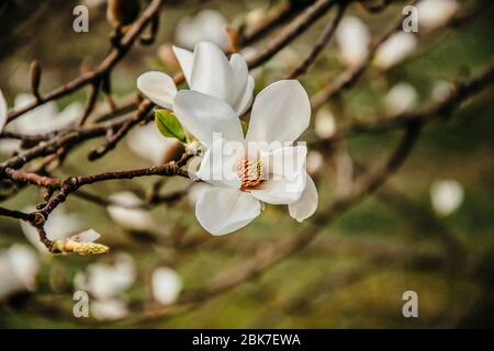 Kobus Magnolia arbre fleuissant avec des fleurs blanches au début du printemps Banque D'Images