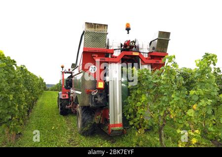 Moissonneuse mécanique dans le vignoble de Piesport, la Moselle, Allemagne Banque D'Images