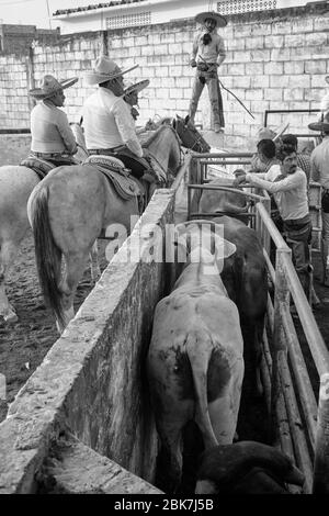 Les cow-boys mexicains préparant un taureau pour l'un des événements pendant une "charreria". Charrerias sont l'équivalent mexicain des rodéos. Pendant trois jours la partie Banque D'Images