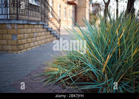 Bordure à rayures verte en forme de paysage urbain européen. Herbe longue décorative, sédge vert avec feuilles rayées blanches jaunes et vertes, Banque D'Images