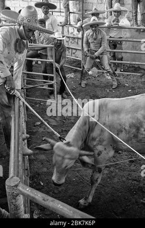 Les cow-boys mexicains préparant un taureau pour l'un des événements pendant une "charreria". Charrerias sont l'équivalent mexicain des rodéos. Pendant trois jours la partie Banque D'Images