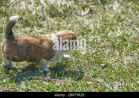 Chien sur la prairie verte. Marche du chiot Beagle Banque D'Images