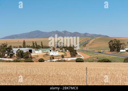 Caledon, Cap occidental, Afrique du Sud. 2019 .élevage de blé et de moutons le long de l'autoroute N 2 et de la route du jardin près de Calendon, Banque D'Images