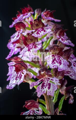 Macro de Orchiis purpurea Banque D'Images