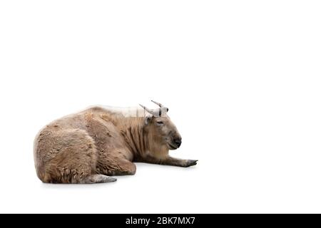 Golden Takin isolé sur fond blanc. Banque D'Images