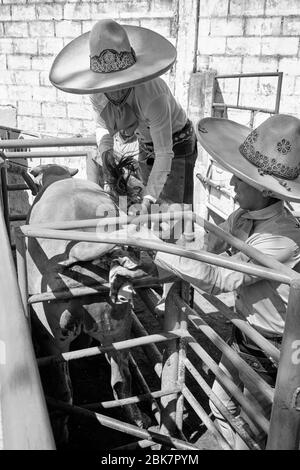 Les cow-boys mexicains préparant un taureau pour l'un des événements pendant une "charreria". Charrerias sont l'équivalent mexicain des rodéos. Pendant trois jours la partie Banque D'Images