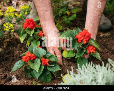 Jardinier plantant de sauge écarlate (Salvia Splendens) dans une frontière. Banque D'Images